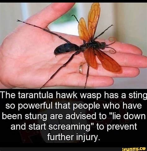 He tarantula hawk wasp has a sting so powerful that people who have been stung are advised to ...