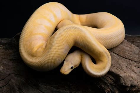 Top 5 Yellow Ball Python morphs | BALL PYTHON BREEDER UK