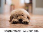 Sleeping Puppies Free Stock Photo - Public Domain Pictures