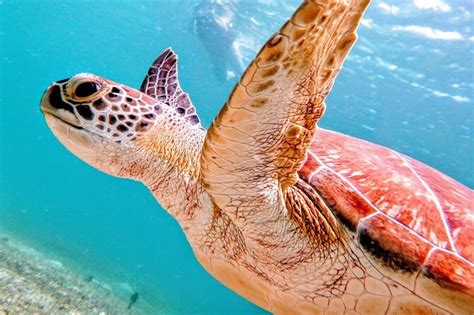 Culebra Island Snorkel with Turtles Adventure 2024 - Viator