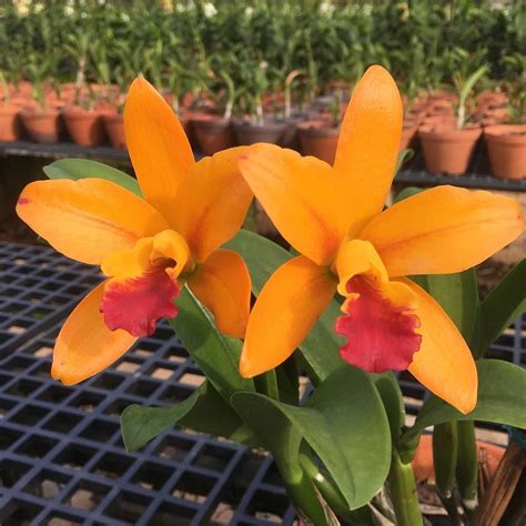 Cattleya Yellow With Red Lip | Orchid Flowers