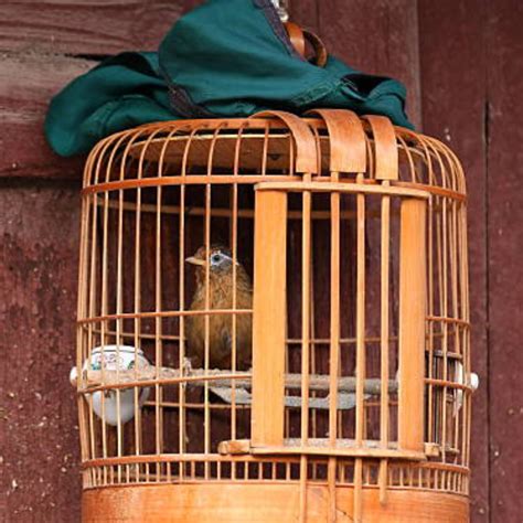 Bird Cage Covers For Your Feathered Friend