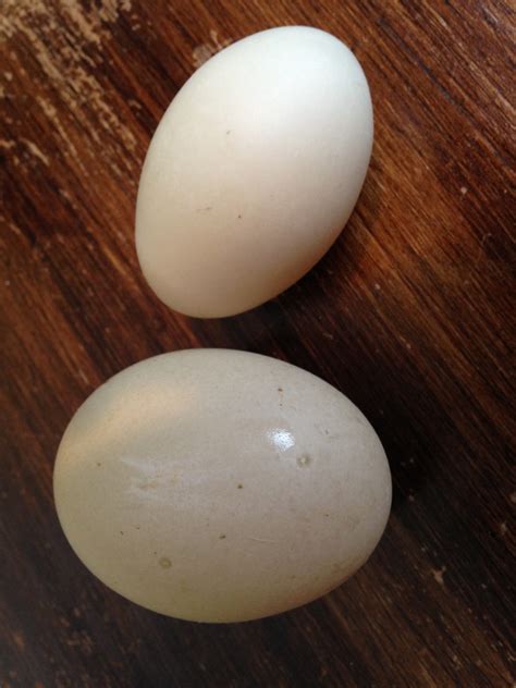 For fun, comparison of Muscovy and Call duck egg | BackYard Chickens ...