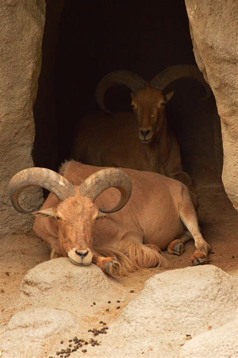 Fotos gratis : fauna silvestre, Zoo, cuerno, descanso, cabra montés, Oveja barbary, Ganado como ...