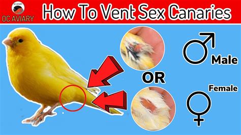 How To Vent Sexing Canaries & Finches - YouTube