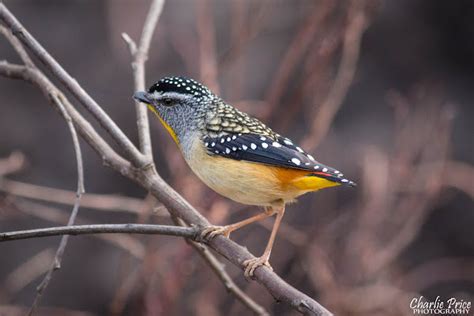 Spotted Pardalote (Male) | Project Noah