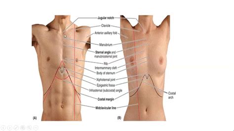 Thorax - Introduction 2 - Surface landmarks - YouTube