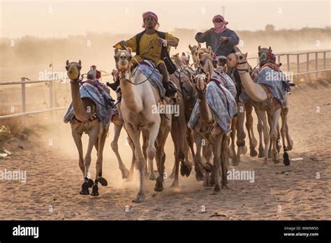 Camel Racing in Taif, Saudi Arabia Stock Photo - Alamy