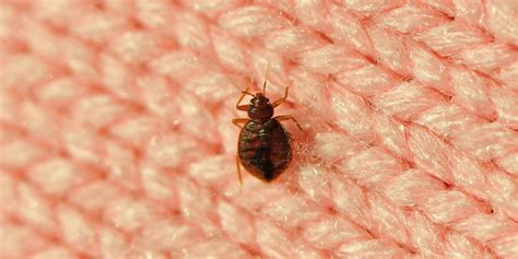 How to Get Rid of Bed Bugs: Step-By-Step Plan From Entomologists