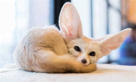 Total 61+ imagen fond d écran fennec - fr.thptnganamst.edu.vn