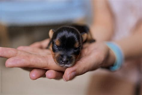 Yorkie Newborn Puppies