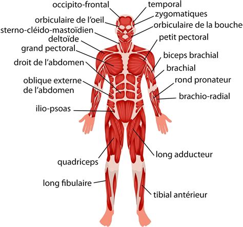 Liste des muscles du corps humain - Anatomie des muscles