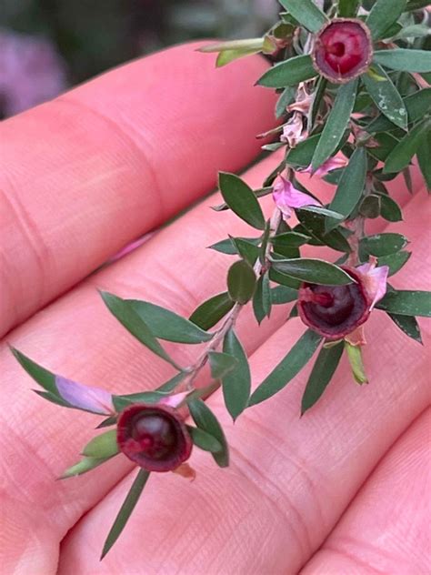 Leptospermum scoparium Calflora