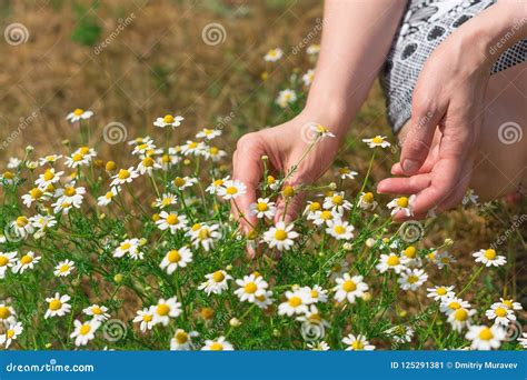 Harvesting Medical Chamomile, Phytotherapy and Traditional Medicine Stock Image - Image of rural ...