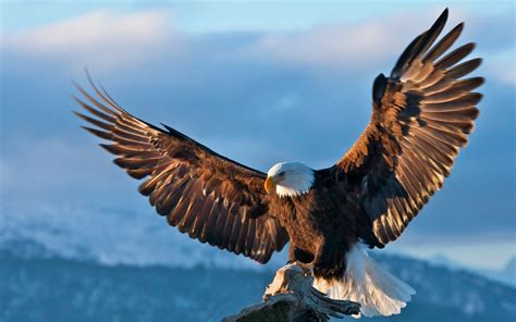 Bald Eagle Dark Sky Spread Wings Wallpaper Hd : Wallpapers13.com