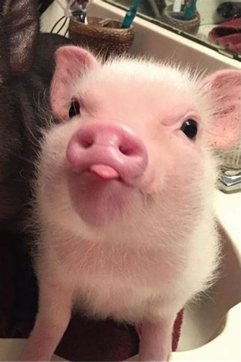 Pin on ᎥᎷáᎶᎬᏁᎬᎦ,ᎷᎬᎷᎬᎦ,Ꮍ ᎷᎪᎦ | Cute piglets, Cute baby pigs, Baby ...