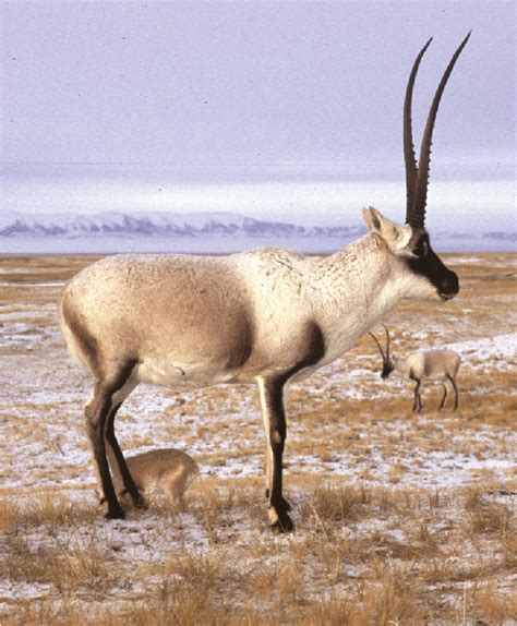 Tibetan Antelope Female