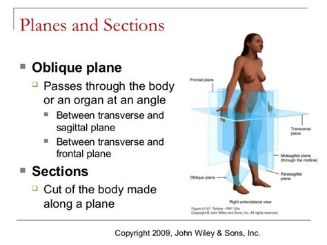 Anatomy and Physiology