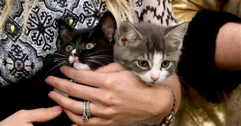 Help These Rescue Kittens In Need of Adoption