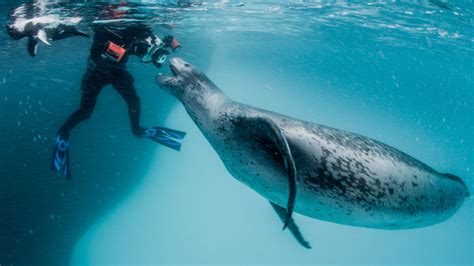 Leopard Seal Tries To Teach NatGeo Photographer How To Hunt Penguins