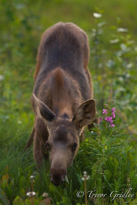 Kenai Alaska 2014 | Kenai alaska, Cute animals, Alaska