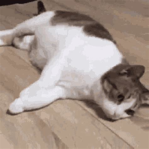 Cat Polygon GIF - Cat Polygon Donut - Discover & Share GIFs