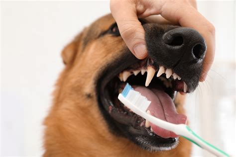 How to Brush Your Dog's Teeth in 5 Steps
