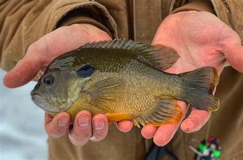 Bluegill Fishing Tips To Catch More Fish - ReelTackle Fishing