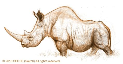 Rhino art, Animal drawings, Sketches