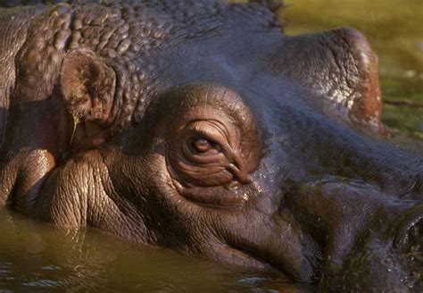 Hippopotamus {Hippopotamus amphibius} - Information about the Hippopotamus, including ...
