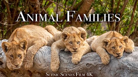 Animal Families 4k - Adorable Scenes Of Wild Animal Families | Scenic Relaxation Film - YouTube