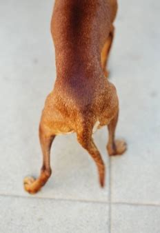 Dead Tail Syndrome: Symptoms, Causes and Treatment — CANINE WORKS