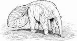 Realistic Giant Anteater Coloring Page  Free Printable Coloring Pages sketch template