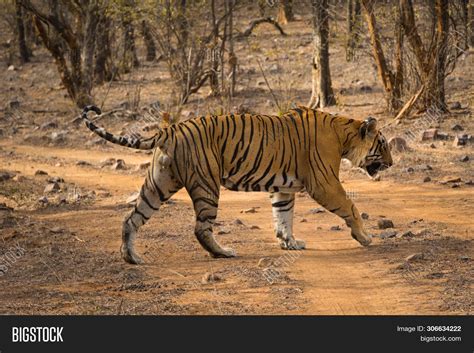 Royal Bengal Male Image & Photo (Free Trial) | Bigstock