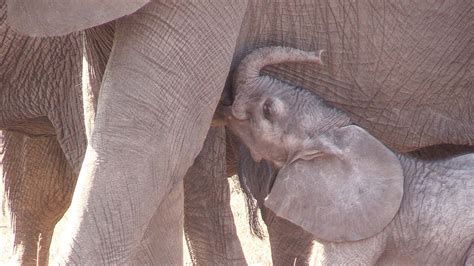 New Born Elephant's First Steps in the wilderness of the Kruger Park - YouTube