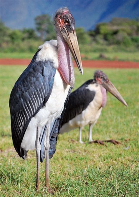 Marabou stork nightmare. This has got to be the ugliest species of bird on the planet. : r ...