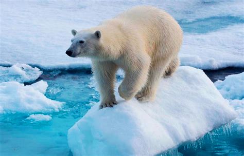 Gengis Kan ayudaría a la supervivencia de los osos polares - Verde y Azul