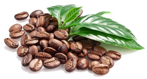 Collection of PNG Coffee Beans. | PlusPNG