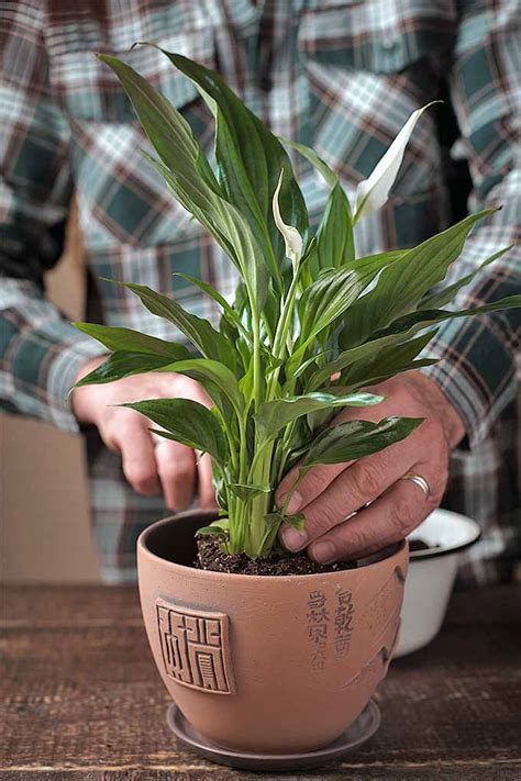 Guide to Basic Care of Houseplants | Gardener’s Path