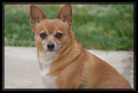 How Much Do Chihuahua Terriers Cost