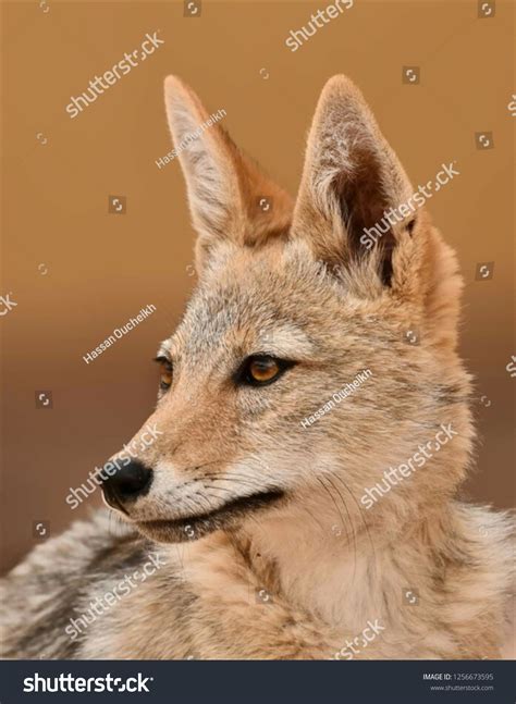 African Golden Wolf Canis Anthusalso Known Stock Photo 1256673595 ...