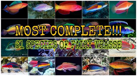 MOST COMPLETE!!! 61 SPECIES OF FAIRY WRASSE (CIRRHILABRUS) - YouTube