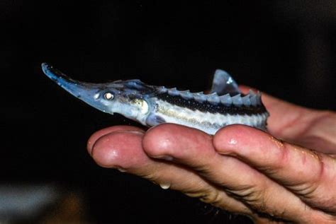 The Caspian Sea’s first Hope Spot established to protect critically endangered sturgeon - Blue ...