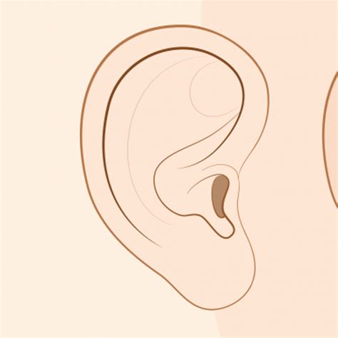 How are hanging or attached earlobes inherited? - The Tech Interactive