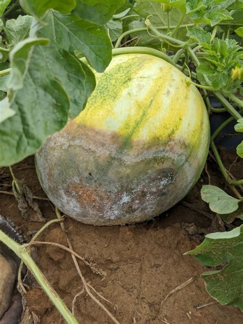 Phytophthora Blight of Cucurbits | Purdue University Vegetable Crops Hotline