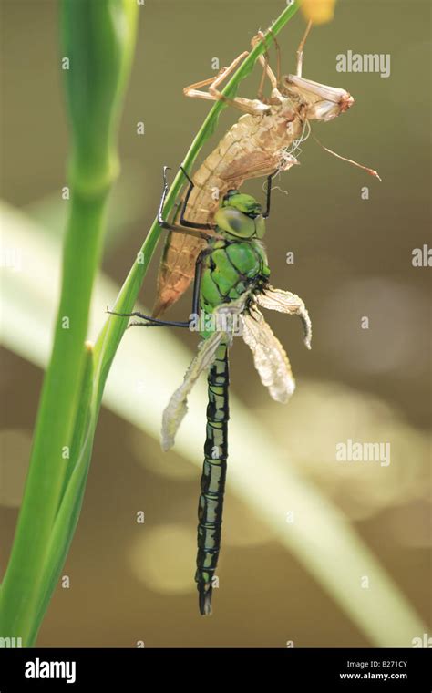 Adult Hawker Dragonfly emerging from nymph case Stock Photo - Alamy