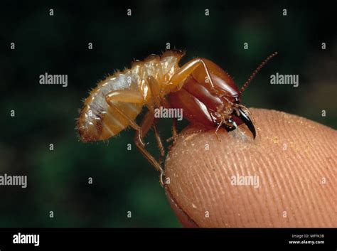 Termite soldier hi-res stock photography and images - Alamy