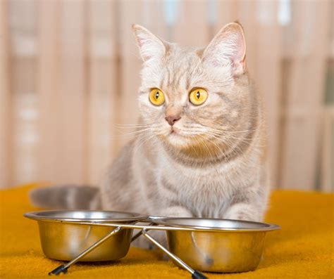 Can Cats Eat Spicy Food? | Dog Product Picker