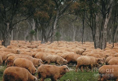 Droving Sheep at Albert Australia Photograph by Vicki Ferrari