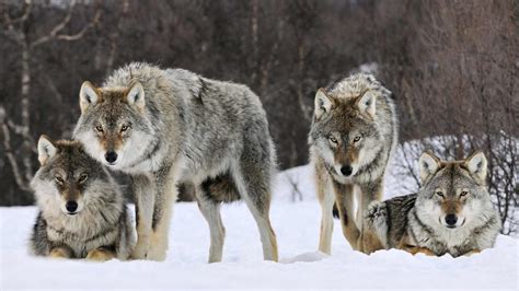 Wolfpack Wallpapers - Wallpaper Cave